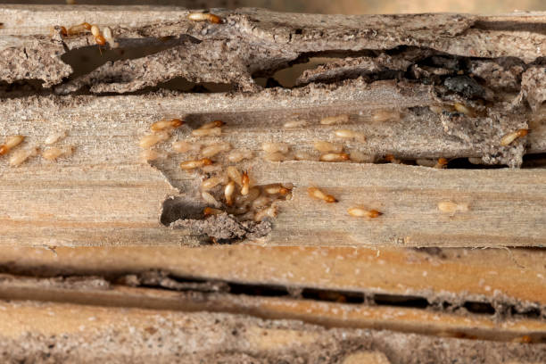 Best Best Pest Control Companies  in Colwich, KS